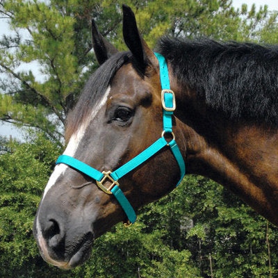 Arabian Halter, Full Size
