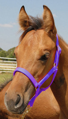 Premium Halters, Suckling, 150-250 lb (2-ply, 3/4&quot;)