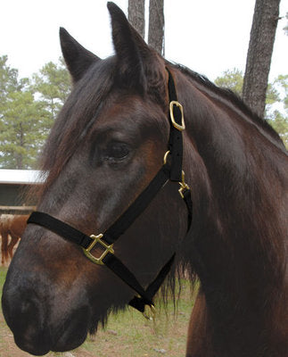 Nylon Draft Halter, Small (1200-1600 lb)