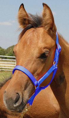 Premium Halters, Suckling, 150-250 lb (2-ply, 3/4&quot;)