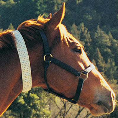 Defy the Fly Collar, Horse