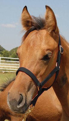 Premium Halters, Suckling, 150-250 lb (2-ply, 3/4&quot;)