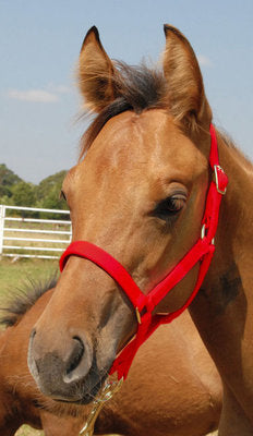 Premium Halters, Suckling, 150-250 lb (2-ply, 3/4&quot;)
