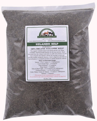 Organic Icelandic Kelp