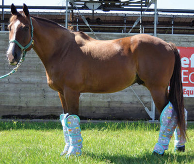 Jeffers Expression Horse Shipping Boots