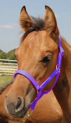 Jeffers Pony Halter, under 300 lb