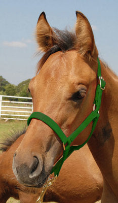 Premium Halters, Suckling, 150-250 lb (2-ply, 3/4&quot;)