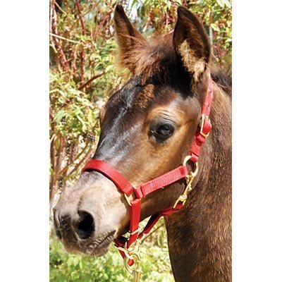 3/4&quot; Adjustable Nylon Miniature Halter