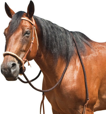 Breaking Hackamore Bridle for Horse