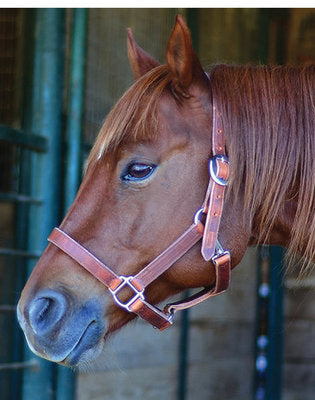 Stock Horse Leather Halter