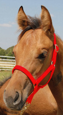 Jeffers Pony Halter, under 300 lb