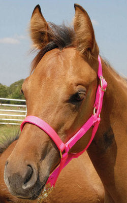 Jeffers Pony Halter, under 300 lb