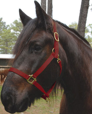 Nylon Draft Halter, Small (1200-1600 lb)