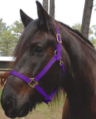 Nylon Draft Halter, Small (1200-1600 lb)