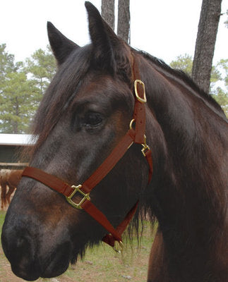 Nylon Draft Halter, Small (1200-1600 lb)