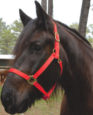 Nylon Draft Halter, Small (1200-1600 lb)