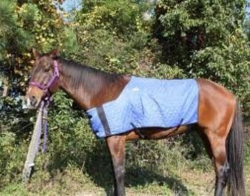 HyperKewl Horse Cooling Blanket, Small/Medium