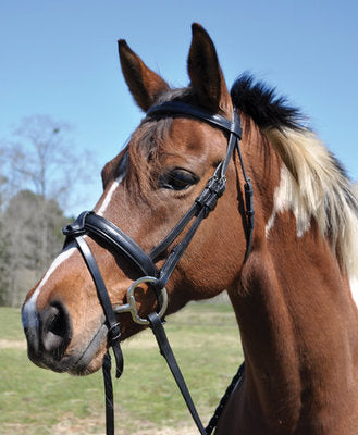 Kincade Padded Flash Horse Bridle