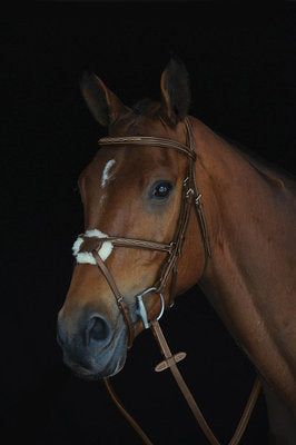 Collegiate Mono Crown Figure 8 Bridle