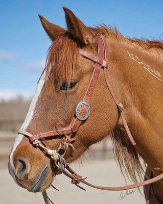 Justin Dunn Side Pull/Bitless Bridle
