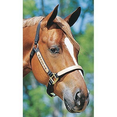 Personalized Halters for Horses, Standard (800-1100 lb)