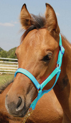 Premium Halters, Suckling, 150-250 lb (2-ply, 3/4&quot;)