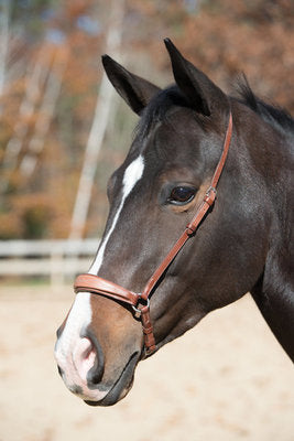 Drop Noseband, Havana