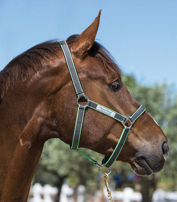 Amigo Halter, Excalibur