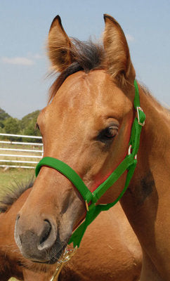 Jeffers Pony Halter, under 300 lb